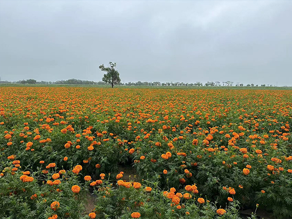 这里是友情链接 